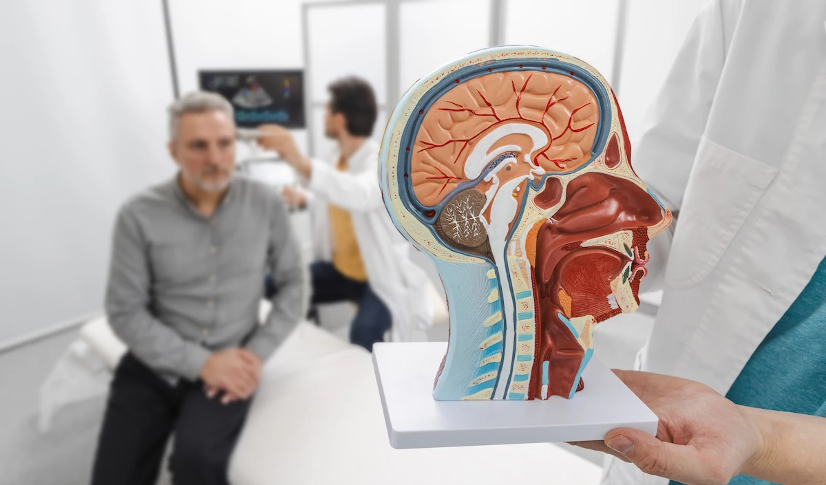 Doctor holding a brain model during a patient consultation